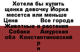 Хотела бы купить щенка девочку Йорка 2 месетса или меньше › Цена ­ 5 000 - Все города Животные и растения » Собаки   . Амурская обл.,Константиновский р-н